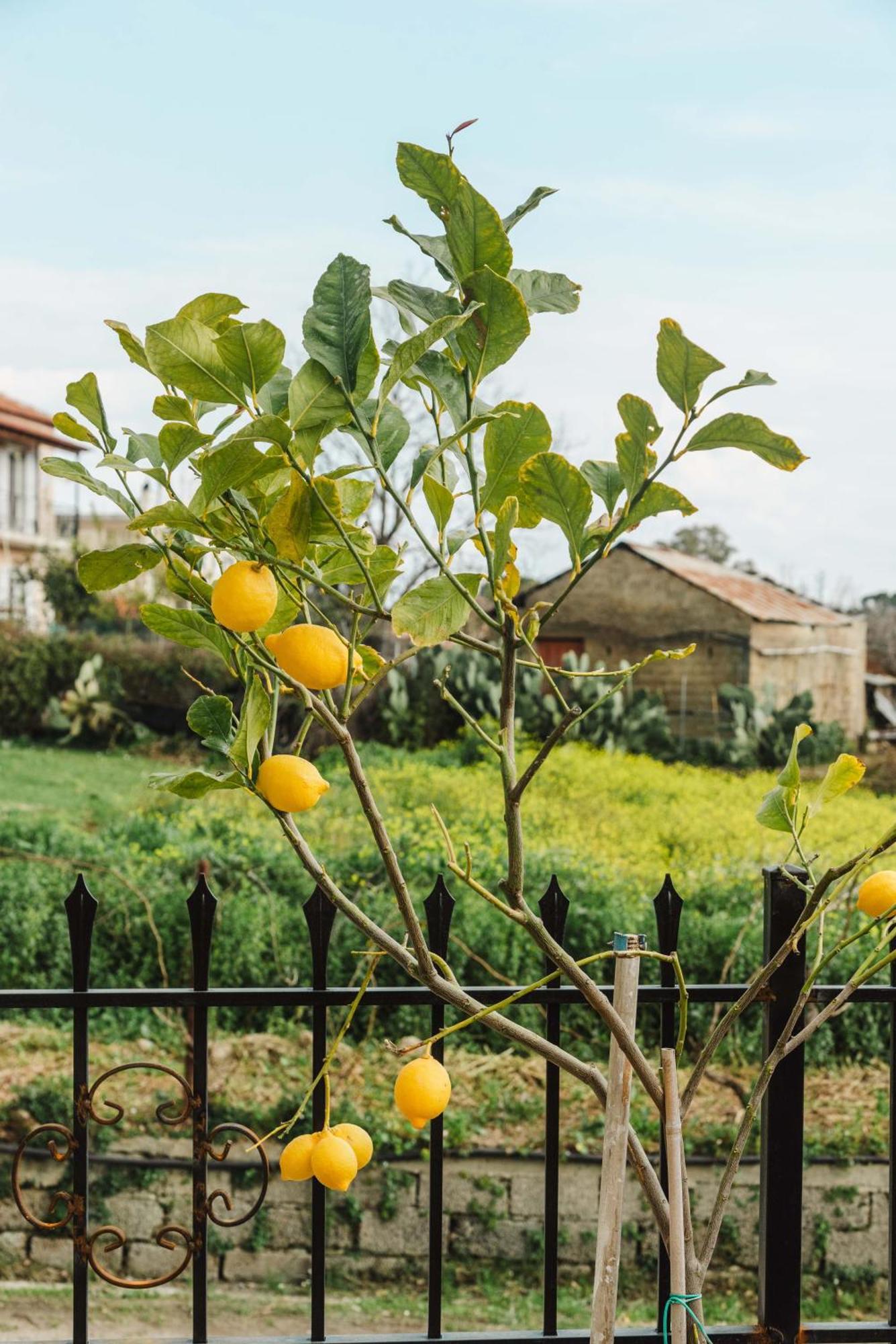 Casa Matina Διαμέρισμα Λευκίμμη Εξωτερικό φωτογραφία